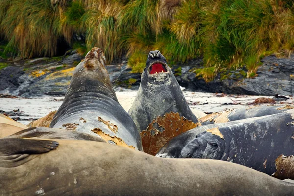 Elefantes marinos en la playa — Foto de Stock