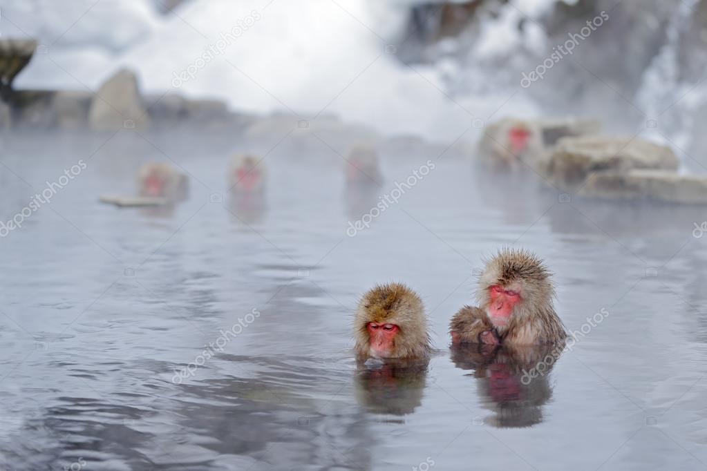 Red faces monkeys in water Stock Photo by ©OndrejProsicky 119151362