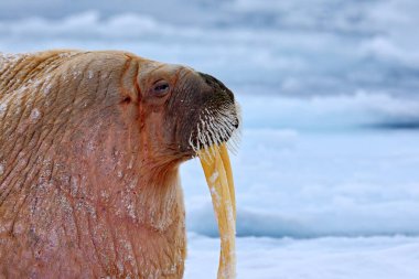 Walrus, lying on the ice, stick out from blue water on white ice with snow, Svalbard, Norway. Winter landscape with big animal. clipart