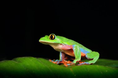 Agalychnis annae, Altın Gözlü Ağaç Kurbağası, yeşil ve mavi kurbağa, Kosta Rika. Tropikal ormandan vahşi yaşam sahnesi. Orman amfibileri doğada yaşıyor. Karanlık arka plan. Gece fotoğrafçılığı.