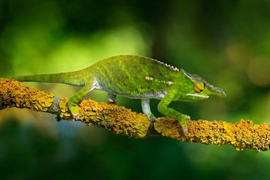 Canopy Wills bukalemunu, Furcifer willsii, orman habitatındaki dalda oturuyor. Madagaskar 'dan gelen uzun kuyruklu egzotik, yeşil sürüngen. Doğadan vahşi yaşam sahnesi.  