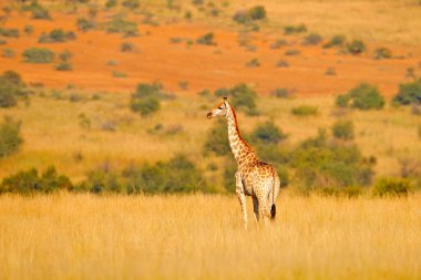 Zürafa, hayvanlı yeşil bitki örtüsü. Doğadan vahşi yaşam sahnesi, Pilanesberg NP, Afrika. Afrika 'da yeşil bitki örtüsü.
