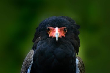 Bateleur Kartal 'ın detaylı portresi. Bateleur Eagle, Terathopius ekaudatus, Afrika 'daki Kenya dalında oturan yırtıcı kuşun kahverengi ve siyah kuşu. Vahşi yaşam sahnesi doğayı oluşturur..