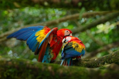 Orman habitatında bir çift büyük papağan Scarlet Macaw, Ara macao. Kuş sevgisi. Kosta Rika 'da dalda oturan iki kırmızı kuş. Tropikal orman doğasından vahşi yaşam aşk sahnesi.