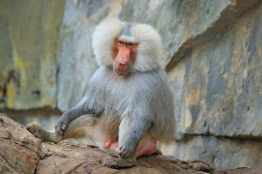 Dik kuyruklu macaque, Macaca arctoides, Tayland, Asya 'dan maymun. Tropik ormanda taşın üzerinde yürüyen kırmızı yüzlü bir hayvan. Doğal ortamdaki maymun, yeşil bitki örtüsü. Doğadan vahşi yaşam sahnesi. 