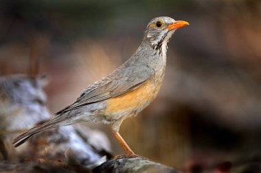 Kurrichane ardıç kuşu, Turdus libonyana, doğa habitatında ağaç gövdesinde oturan kuş. Doğa habitatında filizlenme, Okavango deltasındaki kırmızı gagalı gri turuncu kuş, Afrika 'daki Botswana.