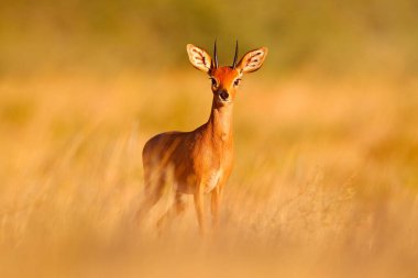 Steenbok, Raphicerus campestris, sunset evening light, grassy nature habitat, Kgalagadi, Botswana.  Wildlife scene from nature. Animal on the meadow. Deer in the wild Africa. clipart
