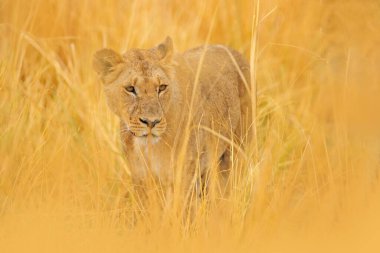 Okavango deltasındaki Lion, Botswana. Afrika 'da Safari. Afrika aslanı çimenlerde yürüyor, güzel bir akşam ışığıyla. Doğadan vahşi yaşam sahnesi. Afrika 'daki hayvanlar. Yaşam alanındaki kızgın genç aslan..