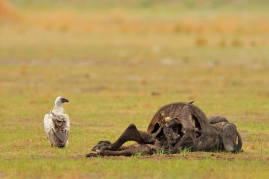 Boğa leşi olan akbabalar. Beyaz sırtlı akbaba, Gyps africanus, doğal ortamında. Yakalayıcı kuş grubu. Okavango deltası, Botswana, Afrika. Akbabayla ölü hayvan kemiği..