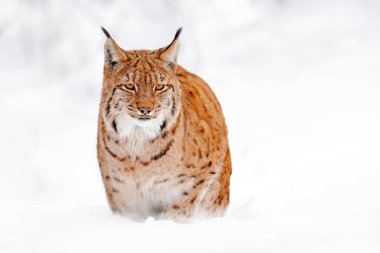 Luchs yürüyor, ormanda karlı vahşi bir kedi. Kış doğasından vahşi yaşam sahnesi. Doğal ortamında sevimli, büyük bir kedi, soğuk. Güzel vahşi vaşak hayvanlı karlı orman, Almanya. 