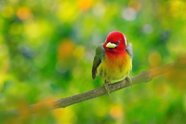 Kızıl saçlı Barbet, Vera Blanca, Kosta Rika, egzotik gri ve kırmızı dağ kuşu, vahşi yaşam sahnesi. Güney Amerika 'da kuş gözlemciliği. Tropikal ormandan güzel bir kuş. 