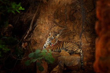 Hint kaplanı, doğal ortamdaki vahşi hayvan, Ranthambore NP, Hindistan. Büyük kedi, nesli tükenmekte olan bir hayvan. Kurak mevsimin sonu, muson yağmurları başlıyor. Asya 'dan Kaplan.