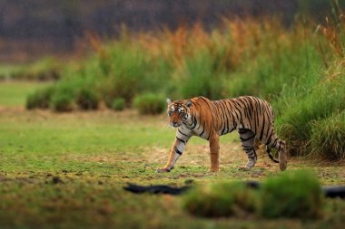 Hint kaplanı, doğal ortamdaki vahşi hayvan, Ranthambore NP, Hindistan. Büyük kedi, nesli tükenmekte olan bir hayvan. Kurak mevsimin sonu, muson yağmurları başlıyor. Asya 'dan Kaplan.