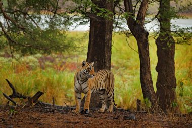 Hint kaplanı, doğal ortamdaki vahşi hayvan, Ranthambore NP, Hindistan. Büyük kedi, nesli tükenmekte olan bir hayvan. Kurak mevsimin sonu, muson yağmurları başlıyor. Asya 'dan Kaplan.