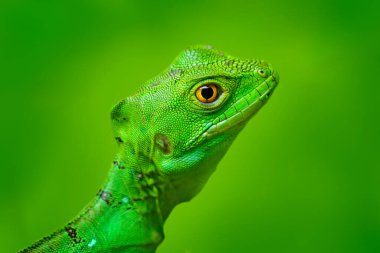 Basilisk portresi. Pluded Green Basilisk, Basiliscus plumifrons, temiz doğa arka planına sahip. Yeşil bitki örtüsündeki vahşi kertenkele portresi, Manuel Antonio NP, Kosta Rika.