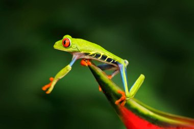 Gece ormanlarında güzel bir amfibi, kırmızı çiçek açan Amerika 'dan gelen egzotik bir hayvan. Kırmızı gözlü ağaç kurbağası, Agalychnis callidryas, büyük kırmızı gözlü hayvan, Kosta Rika doğal ortamında.. 