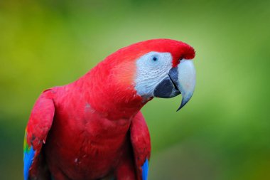 Kırmızı papağan portresi. Ormandaki büyük papağan Scarlet Macaw 'ın portresi. Tarcoles, Carara NP, Kosta Rika. Tropikal orman doğasından vahşi yaşam aşk sahnesi.