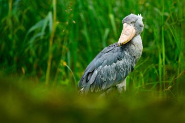 Ayakkabı gagası, Balaeniceps rex, yeşil bitkilerin arasına gizlenmiş. Büyük gagalı kuşun portresi, Uganda. Afrika 'da kuş gözleme. 