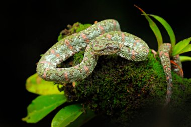 Kirpik Palm Pitviper, Bothriechis schlegeli, yeşil yosun dalında. Doğa habitatında zehirli yılan. Güney Amerika 'dan zehirli bir hayvan. Doğada tehlikeli bir yılan var.. 
