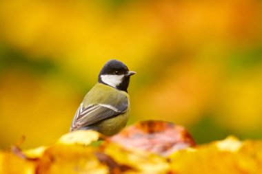 Autumn wildlife. Great Tit, Parus major, black and yellow songbird sitting on the orange yellow autumn tree leaves with beautiful morning light.
