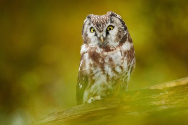 Yeşil karaçam ağacında gizlenmiş baykuş. Büyük sarı gözlü kuş. Turuncudaki Boreal baykuşu Orta Avrupa 'daki sonbahar ormanından ayrılıyor. Kuşun doğa habitatındaki portresi, Almanya.