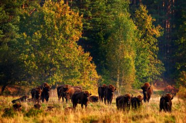 Sonbahar ormanlarında bizon sürüsü, doğada büyük kahverengi hayvanlar, ağaçlarda sarı yapraklar, Bialowieza NP, Polonya. Doğadan vahşi yaşam sahnesi. Büyük kahverengi Avrupalı bizon.