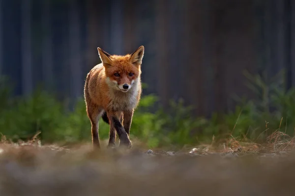 Rotfuchs Vulpes Vulpes Schönes Tier Auf Der Wiese Natürlichen Lebensraum — Stockfoto