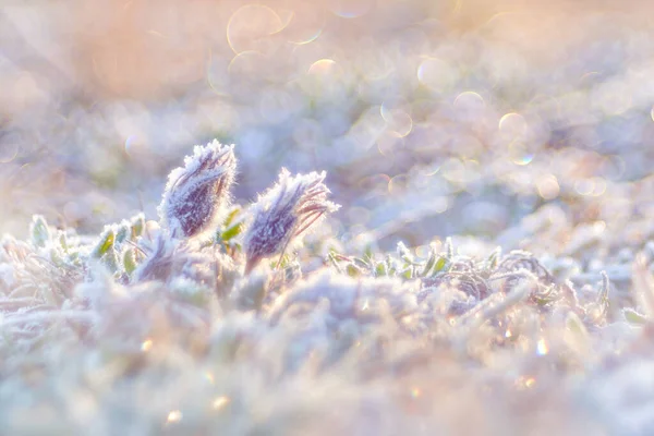 Pratensis Pratensis Subsp 波希米亚 小帕斯卡花属 原产于中欧和东欧 冰冻的藤蔓和大自然的第一天日出 花开了 釉面结霜了 — 图库照片