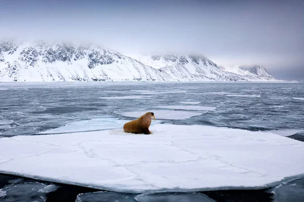 Walrus, lying on the ice, stick out from blue water on white ice with snow, Svalbard, Norway. Winter landscape with big animal.