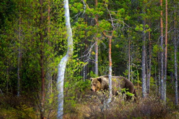 Αρκούδα Κρυμμένη Στο Κίτρινο Δάσος Φθινοπωρινά Δέντρα Αρκούδα Όμορφη Καφέ — Φωτογραφία Αρχείου