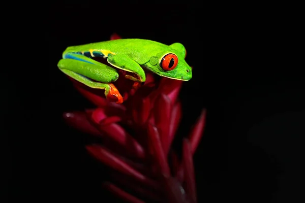 Schöne Amphibie Nachtwald Exotisches Tier Aus Amerika Auf Roter Blüte — Stockfoto