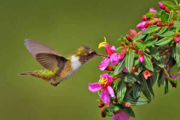 Pták Růžovým Květem Vulkán Kolibřík Zvíře Přírodním Prostředí Horský Tropický — Stock fotografie