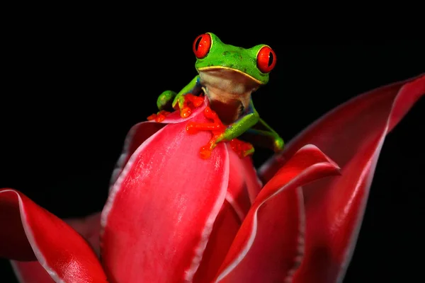 Bel Amphibien Dans Forêt Nocturne Animal Exotique Amérique Sur Fleur — Photo