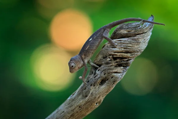 Furcifer Verrucosus Bradavičnatý Ostnatý Chameleon Sedící Větvi Lesním Prostředí Exotický — Stock fotografie