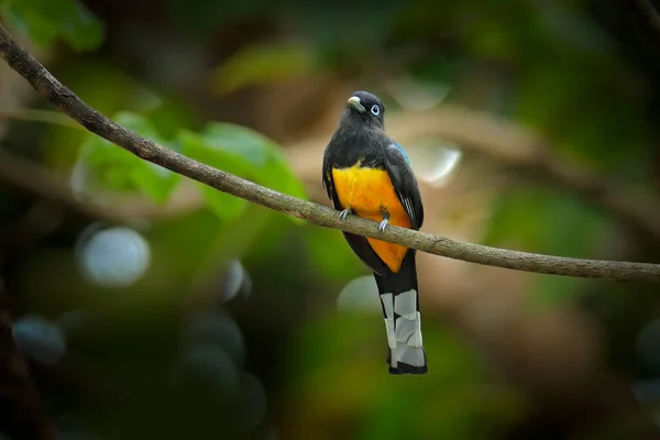 Trogon Aus Costa Rica Schwarzkopf Trogon Trogon Melanocephalus Gelber Und — Stockfoto