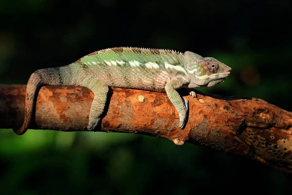 Furcifer Pardalis Panther Chameleon Sedící Větvi Lesním Prostředí Exotický Krásný — Stock fotografie