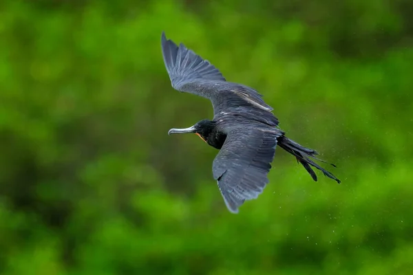 Meeresfauna Prächtiger Fregattvogel Fregata Magnificens Fliegender Vogel Grüner Vegetation Tropischer — Stockfoto