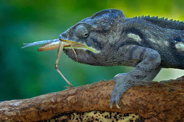 Camaleão Caça Inseto Com Língua Longa Réptil Verde Endêmico Bonito — Fotografia de Stock