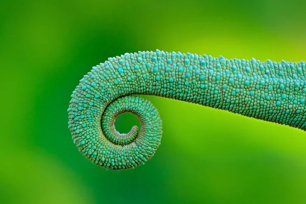 Camaleão Enrolada Cauda Close Detalhe Jackson Chameleon Trioceros Jacksonii Sentado — Fotografia de Stock