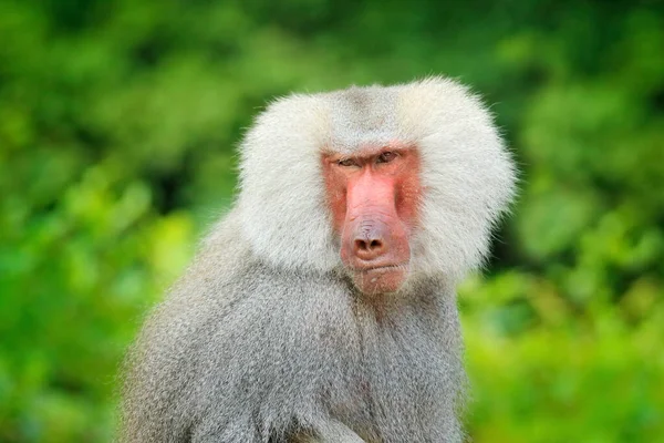 Hamadryas Baboon Papio Hamadryas 来自非洲的Etiopia 野生哺乳动物在自然界的栖息地 猴子在绿色的植被中吃水果 中部非洲的野生生物性质 — 图库照片