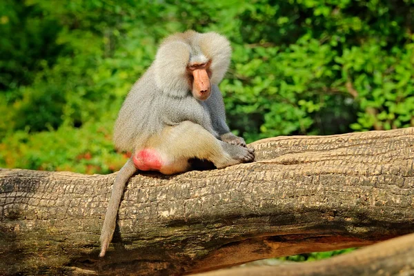 아프리카의 출신의 하마드라야 개코원숭이 Papio Hamadryas 입니다 서식지에 포유류 입니다 — 스톡 사진