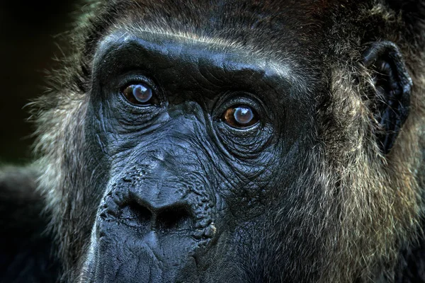 저지대의 고릴라 아름다운 눈으로 초상을 자세히 아프리카가 야생커다란 원숭이의 사진입니다 — 스톡 사진