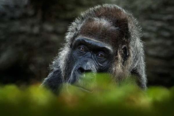 西部低地大猩猩 详细的头像与美丽的眼睛 非洲加蓬森林中野生大黑猴的特写照片 大自然的野生动物场景 绿色植被中的哺乳动物 — 图库照片
