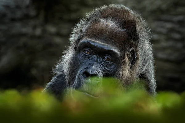 Westlicher Flachlandgorilla Detailreiches Kopfporträt Mit Schönen Augen Nahaufnahme Von Wilden — Stockfoto