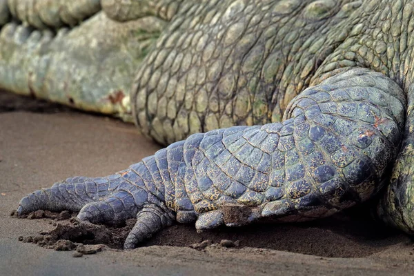 Detail Van Krokodillenhuid Achterbeen Kunstzicht Natuur Reptielen Het Water Tarcoles — Stockfoto