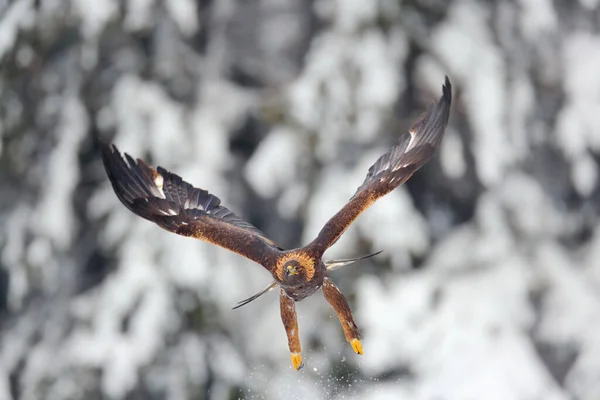 Flying Bird Prey Golden Eagle Large Wingspan Photo Snowflakes Winter — Stock Photo, Image