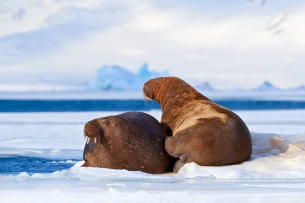 Walrus Odobenus Rosmarus Steken Uit Van Blauw Water Wit Ijs — Stockfoto