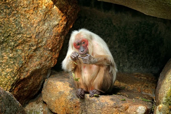 Macaco Cauda Coxa Macaca Arctoides Macaco Tailândia Ásia Cara Vermelha — Fotografia de Stock