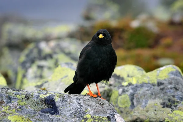 Alpine Chough Pyrrhocorax Graculus Pássaro Preto Sentado Pedra Com Líquen — Fotografia de Stock