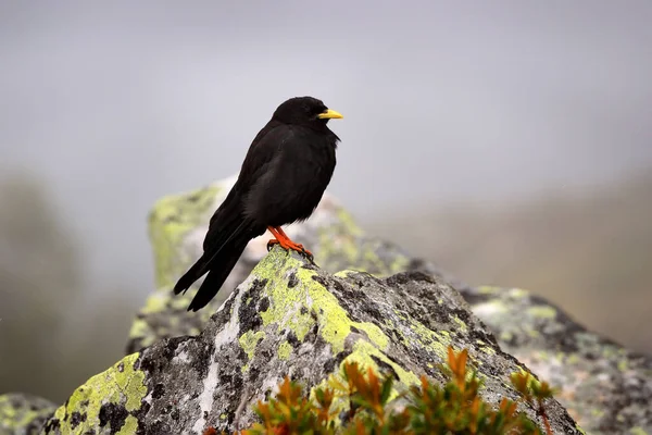 Alpine Chough Pyrrhocorax Graculus Zwarte Vogel Zittend Steen Met Korstmos — Stockfoto